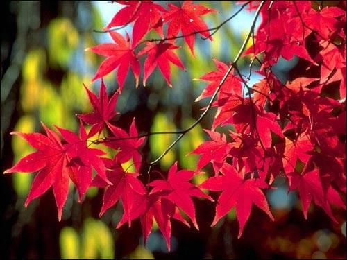 加拿大航空公司对出国探亲老人有体检要求吗-